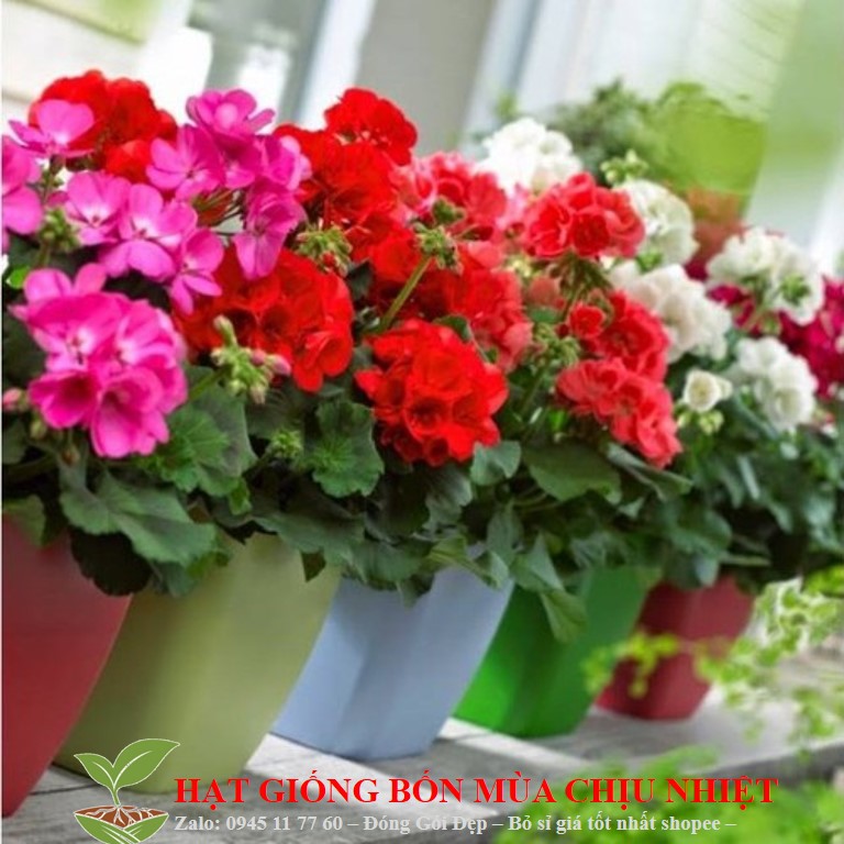 MJ36A GÓI 10 HẠT GIỐNG HOA PHONG LỮ THẢO