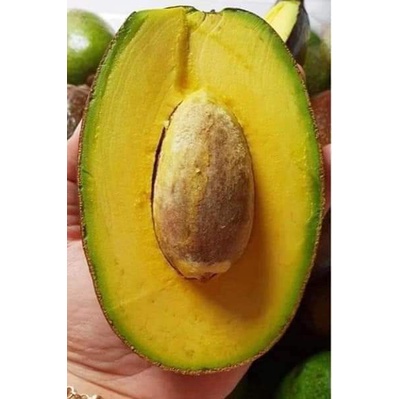 Cây giống Bơ sáp lùn Thái Lan ( cây ghép - mau trái ) ( sản phẩm có bảo hành toàn quốc)