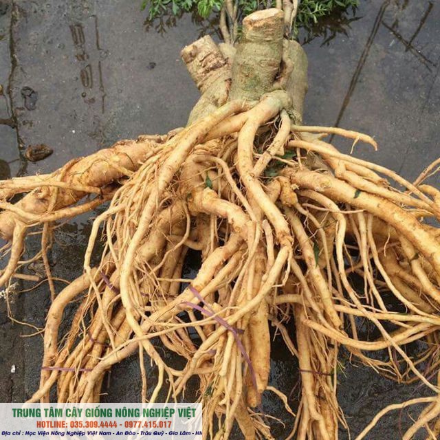 Combo 10 Cây Đinh Lăng Nếp giống chuẩn