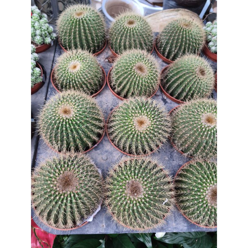 Xương rồng quả tròn