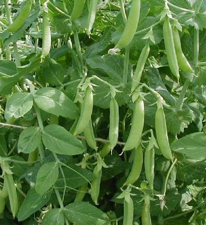 Hạt giống đậu hà lan ( thu trái ) - Gói 50gram