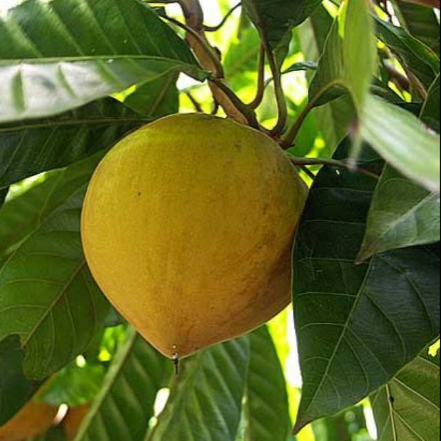 CÂY GIỐNG CÂY TRỨNG GÀ ( CÂY LÊKIMA - CÂY ĐÀO TIÊN ), CAM KẾT GIỐNG CHUẨN F1