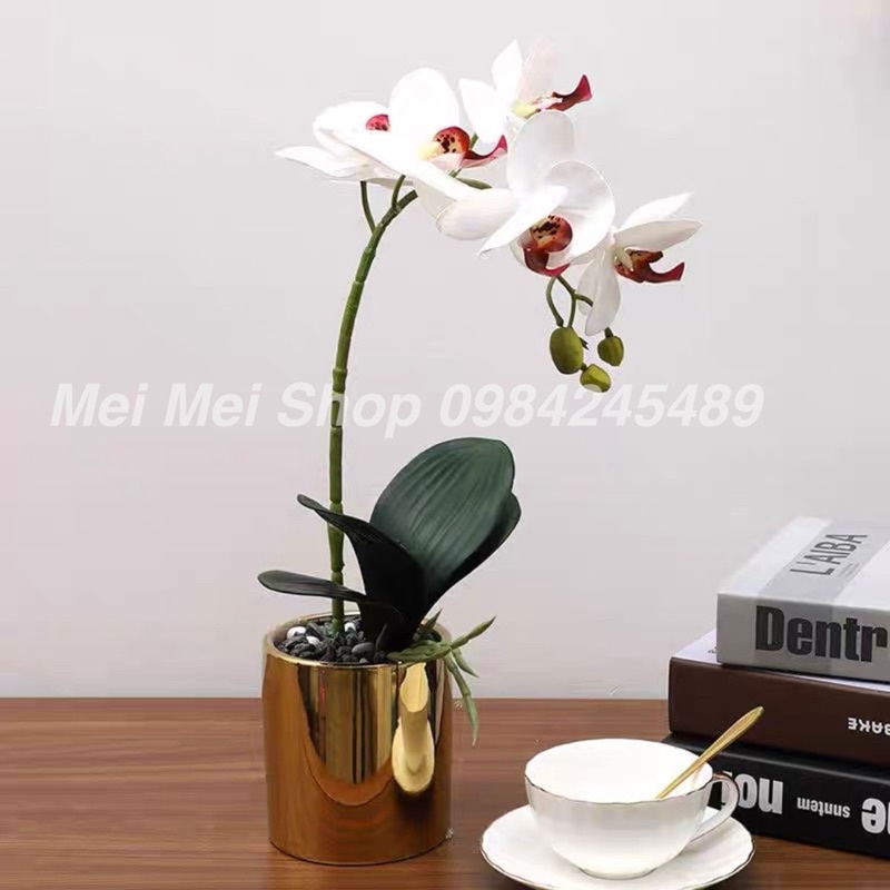 Chậu Lan Hồ Điệp (gồm cả bình màu vàng + 1 cành hoa 5 bông to), hoa lan cao su cao cấp