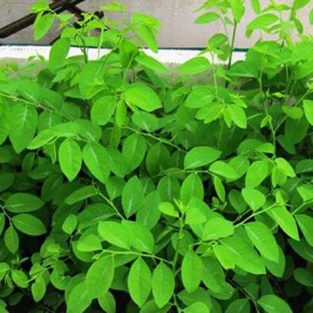hạt giống rau bồ ngót - gói 1gram