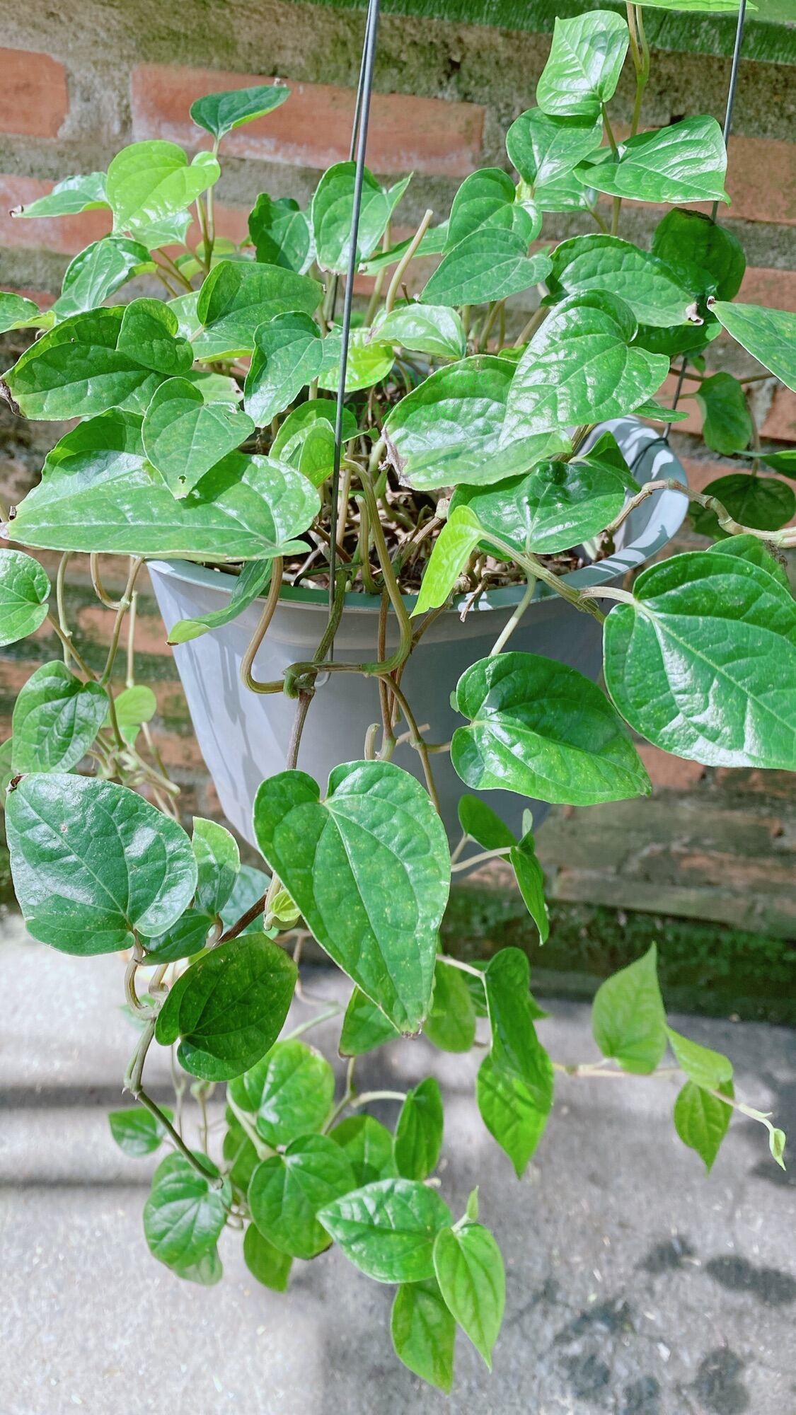 Cây Trầu Không