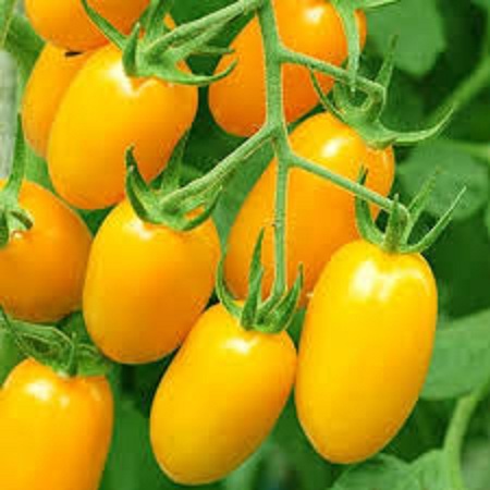 Hạt giống cà chua bi dây leo trái vàng(gói 20 hạt)