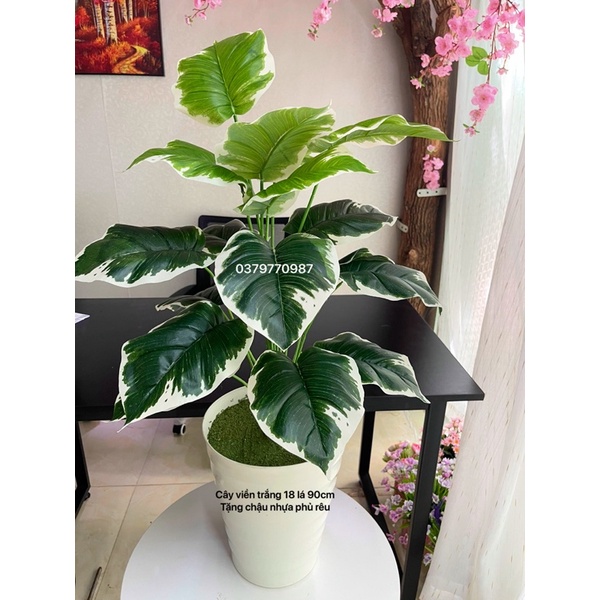 Cây Trầu Bà Giả, Cây Viền Trắng (Ảnh Và  Thật)