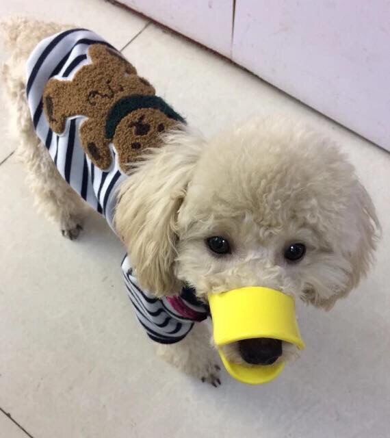 Rọ mõm hình mỏ vịt cho cún🐤🐶🐩
