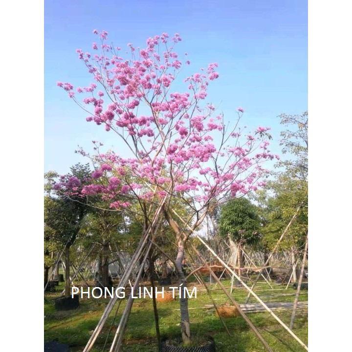 CÂY PHONG LINH TÍM GIỐNG( CHUỒNG VÀNG NÚI)