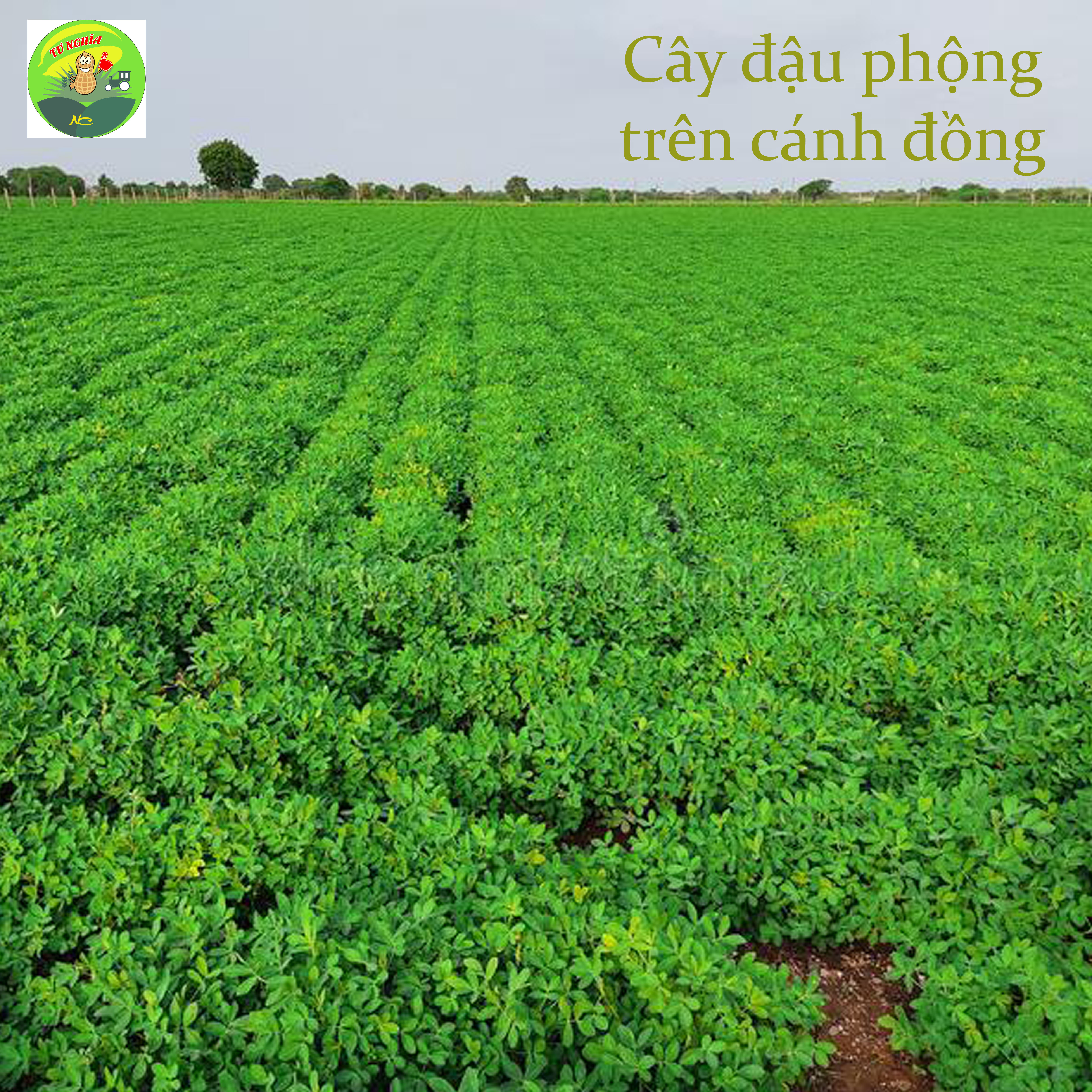 Dầu phộng NC chai 1 lít