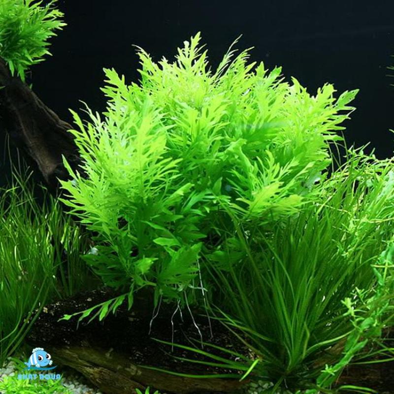 Cây thủy sinh Cây Thủy Cúc