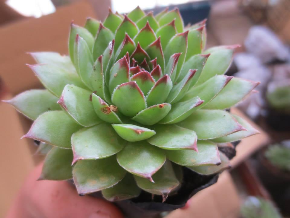 Sen đá phật bà xanh