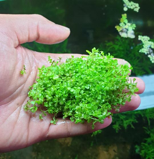 Cây Thủy Sinh: Trân Châu Ngọc Trai