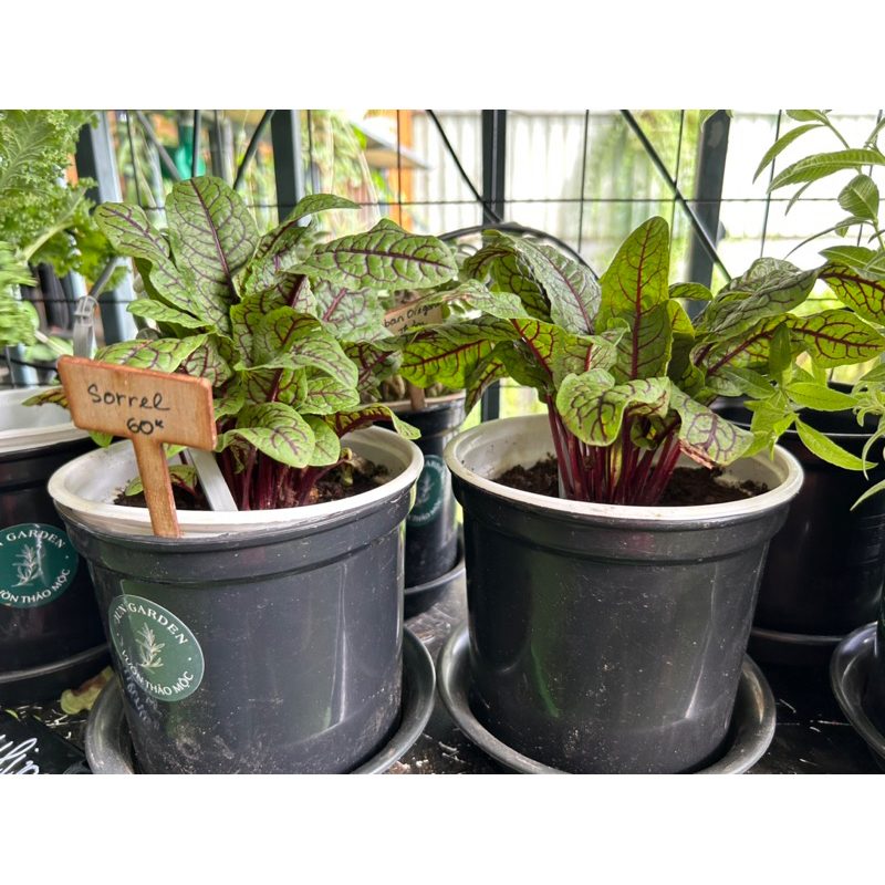 Cây Cải Chua Sorrel Gân Đỏ Jun Garden