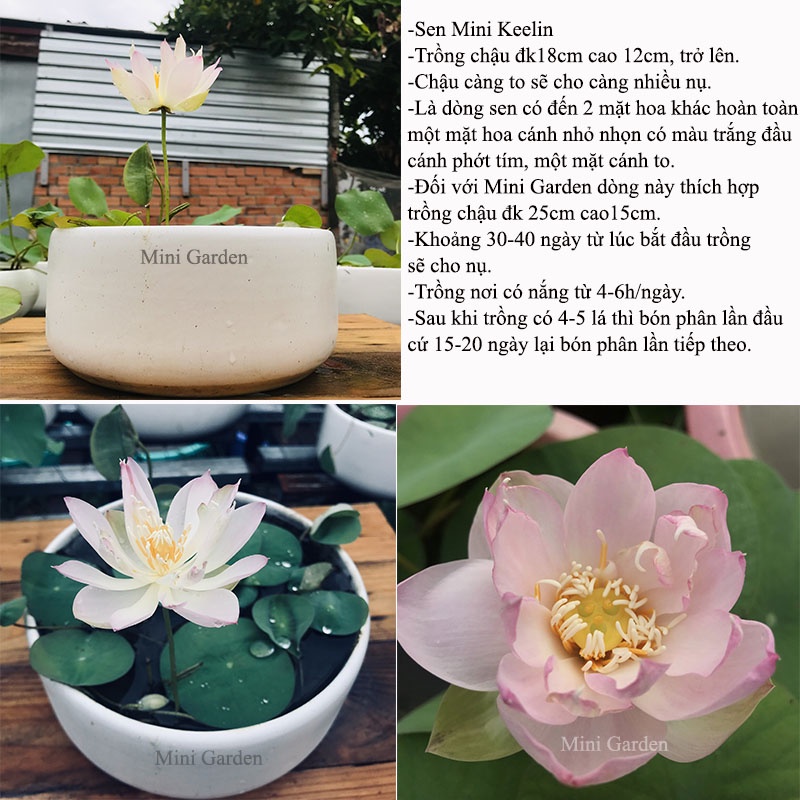 Củ Giống Hoa Sen Mini Nhật KeeLin.