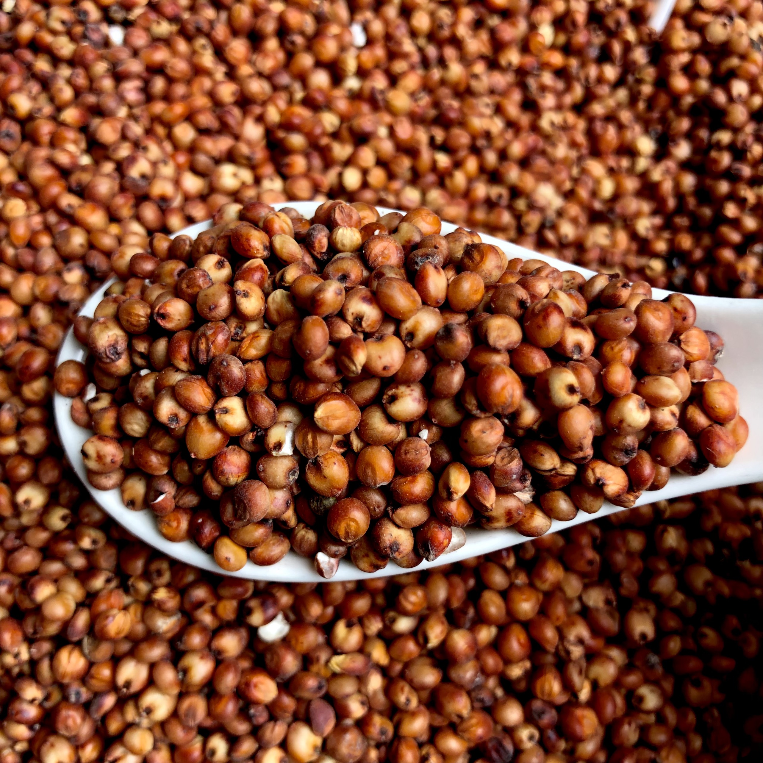 1kg hạt Bobo đỏ  , Ý Dĩ ( thức ăn yêu thích gà đá, chim cảnh... )