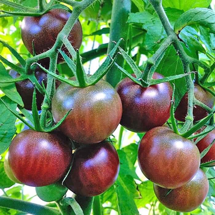 Phân bón lỏng Hữu cơ Amino Nauy (chai 1 lít)