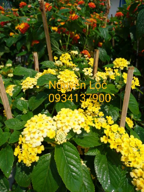 Cây hoa ngũ sắc các màu (cây trâm ổi) - 20-40cm