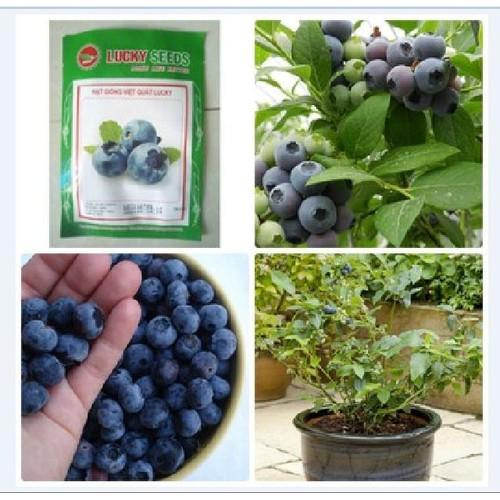 Hạt giống cây ăn trái Việt Quất xanh - 30 hạt/gói Tặng gói kích thích hạt nảy mầm