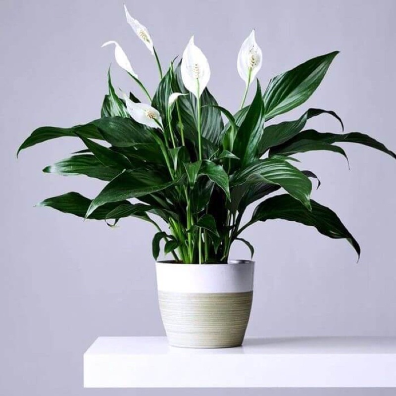 Cây giống Spathiphyllum wallisii Peace Lily chậu nhựa 8cm- Shop đồng hồ và cây cảnh