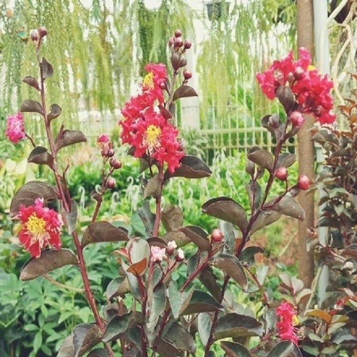 Cây hoa tường vi huyết long - hoa đỏ lá đỏ