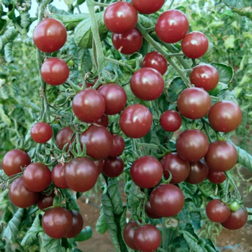 Hạt giống cà chua socola chùm siêu trái/gói 20 hạt
