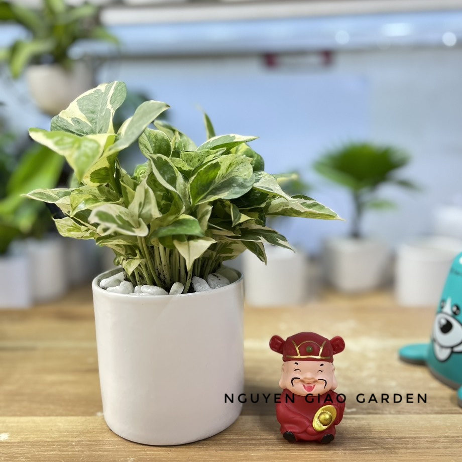 Cây trầu bà sữa chậu sứ để bàn