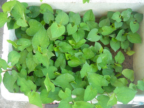 Hạt giống rau diếp cá - 1 gói 50 hạt