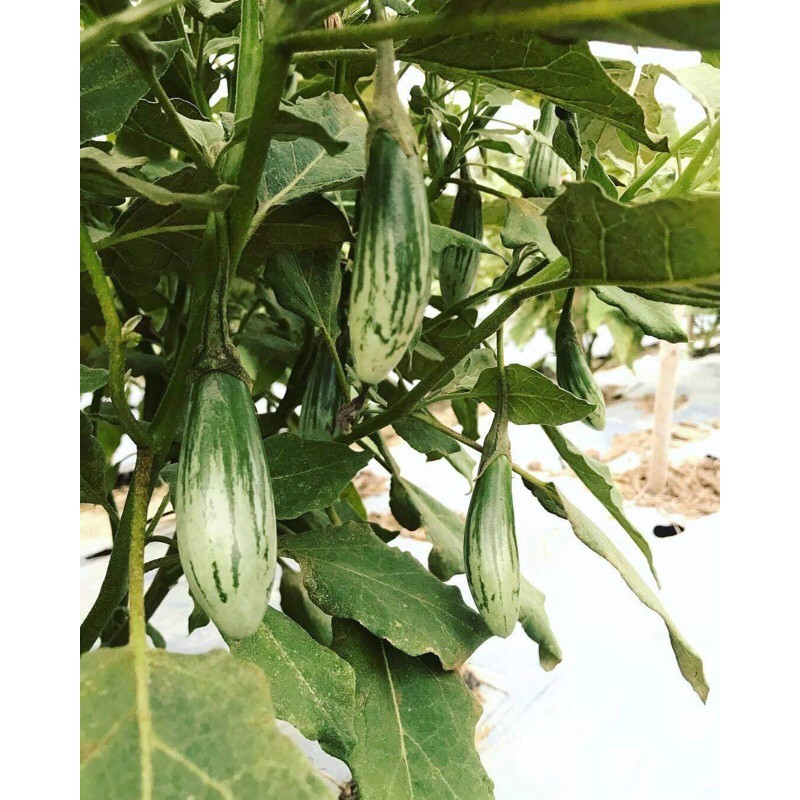 [Hạt Giống Thái] Hạt Giống Cà Dừa Abong