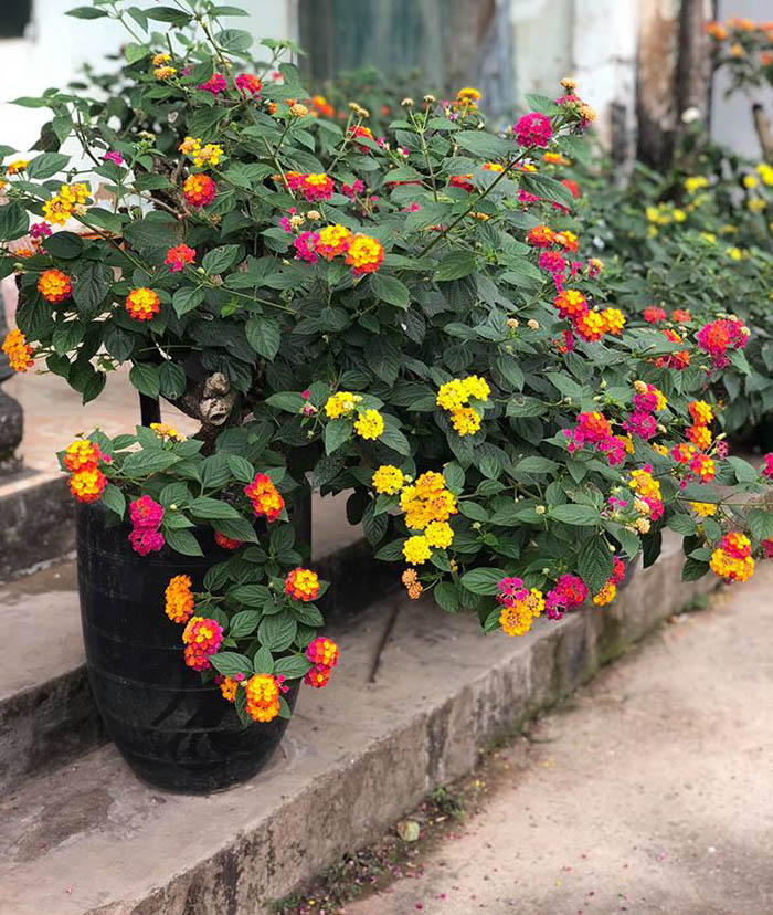 COM BO 4 CÂY HOA NGŨ SẮC RỦ GIỐNG