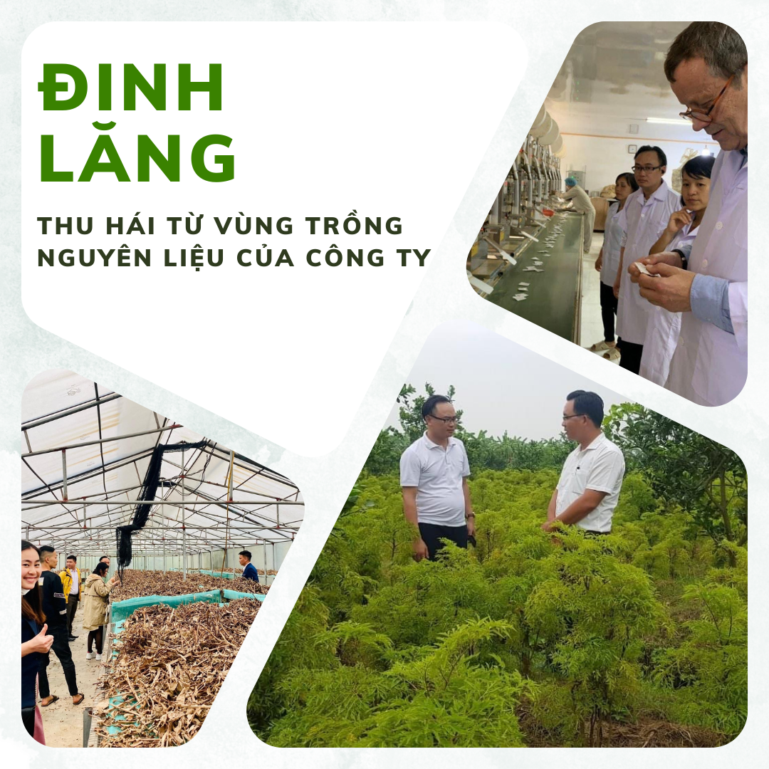Trà Đinh lăng Mộc Can hộp 25 túi lọc