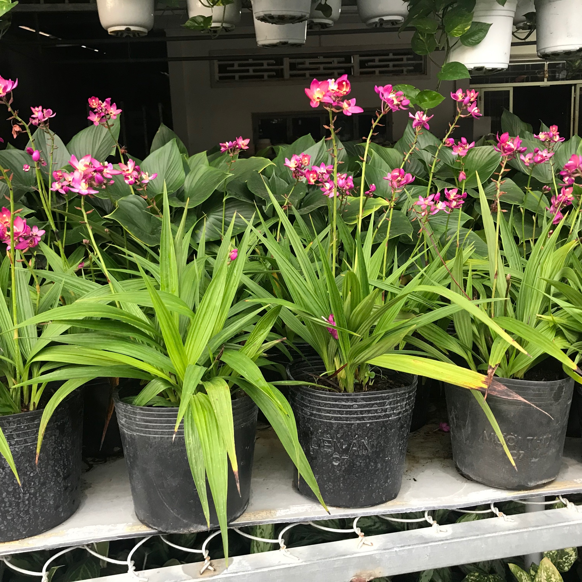 Cay địa lan hoa tím đang trổ bông