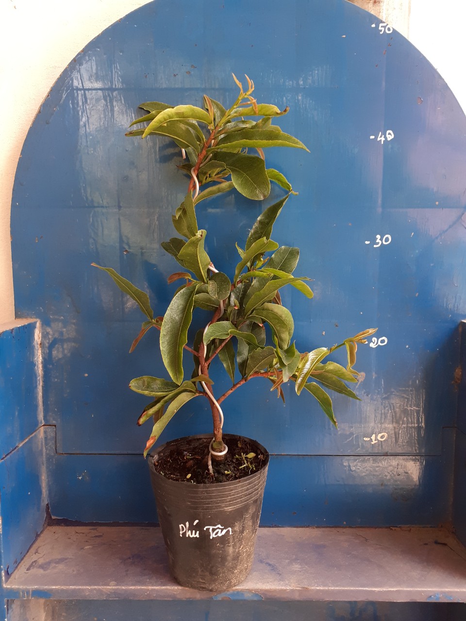 2 Cây Mai Giảo Phú Tân