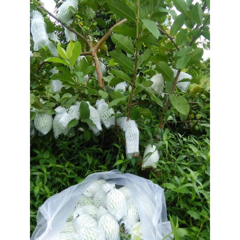 100 túi xốp bọc ổi đã lồng sẵn nilon và chun