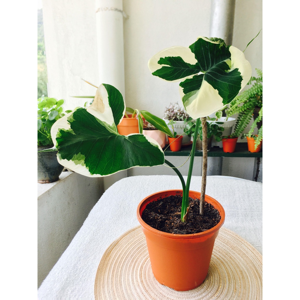 [Kiểng lá] - Chậu cây Alocasia Mickey Mouse