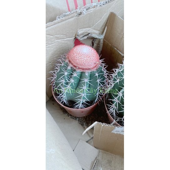 Xương Rồng Melo