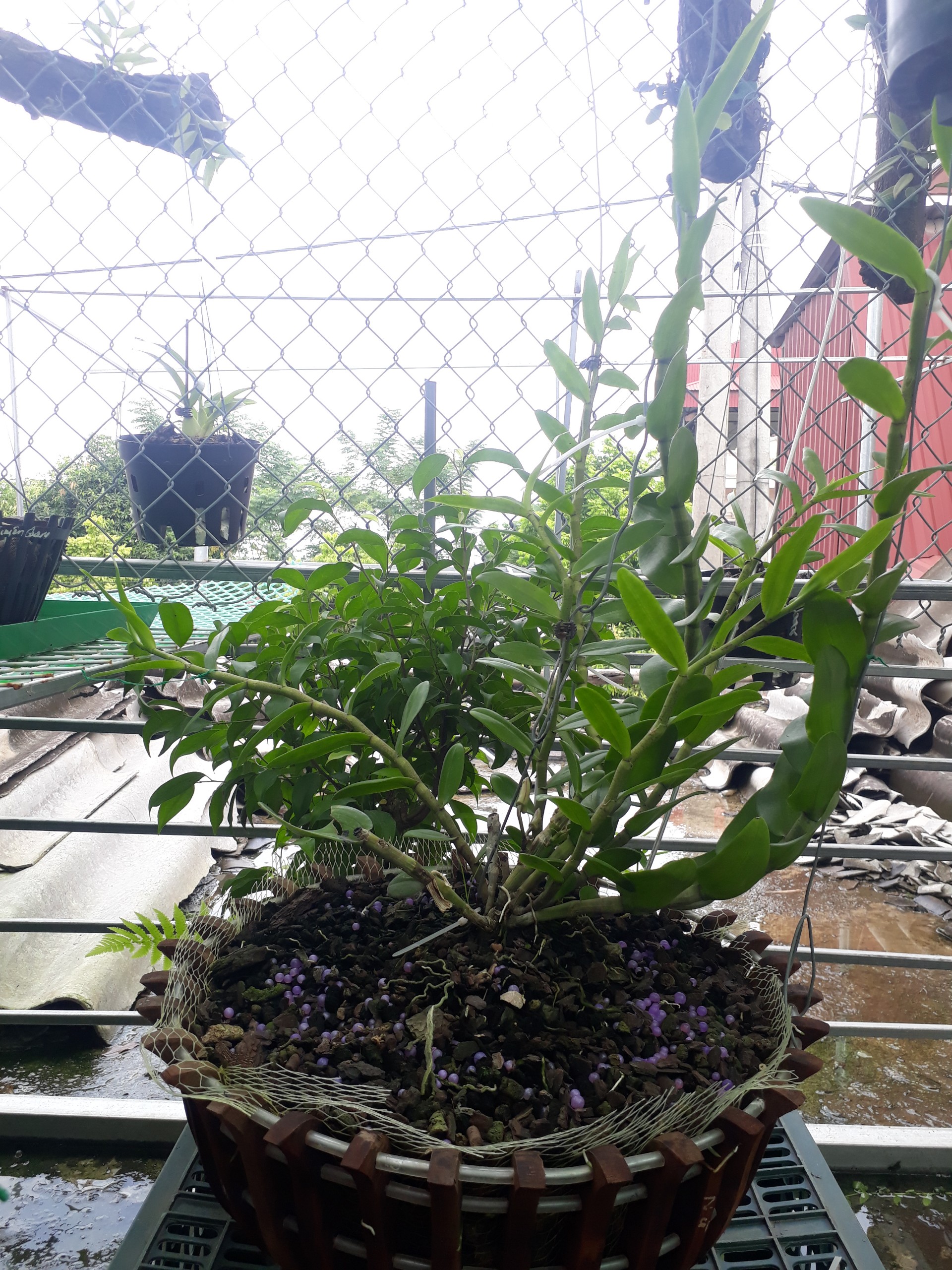 Mắt ngủ lan phi điệp Pù luông - bản lá mít
