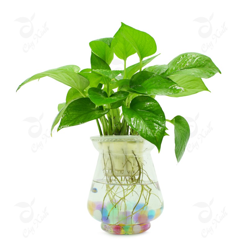 CHẬU CÂY VẠN NIÊN THANH LEO