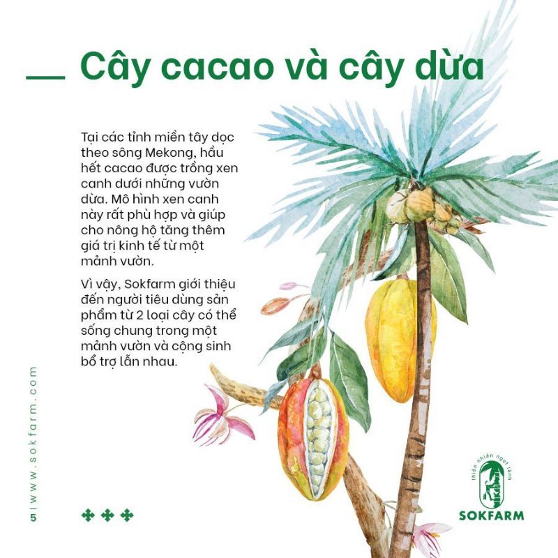 Cacao Mật Hoa Dừa Sokfarm 75g