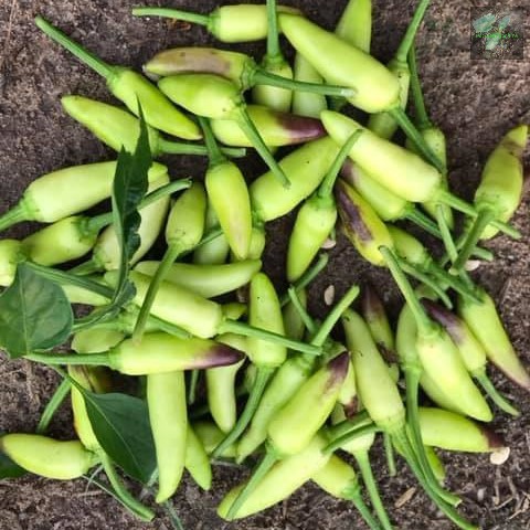 Hạt giống ớt xiêm