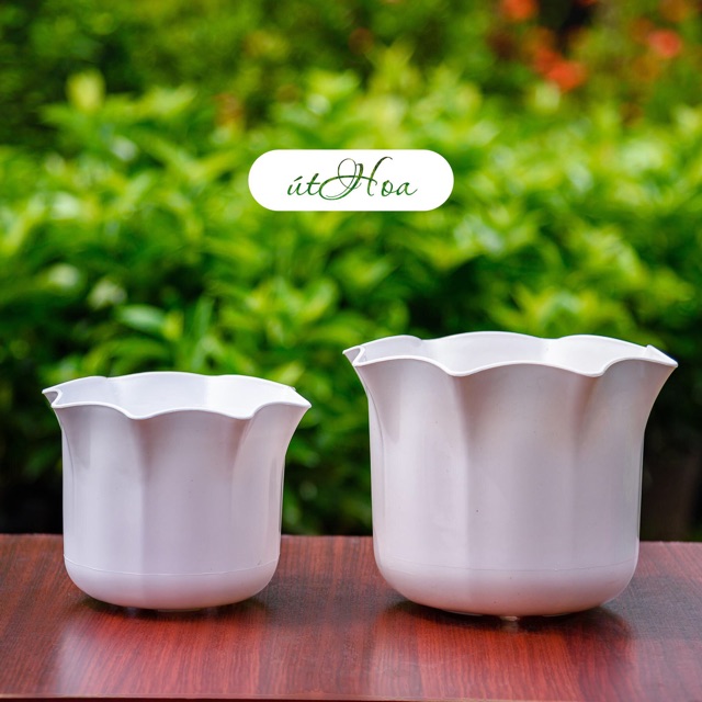 Chậu Để Bàn Màu Trắng Miệng Bèo