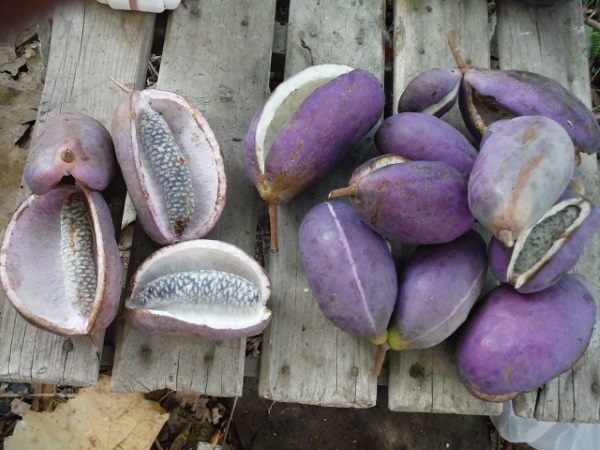 Hạt giống nho akebi nhật 12 hạt (Nội địa Trung)