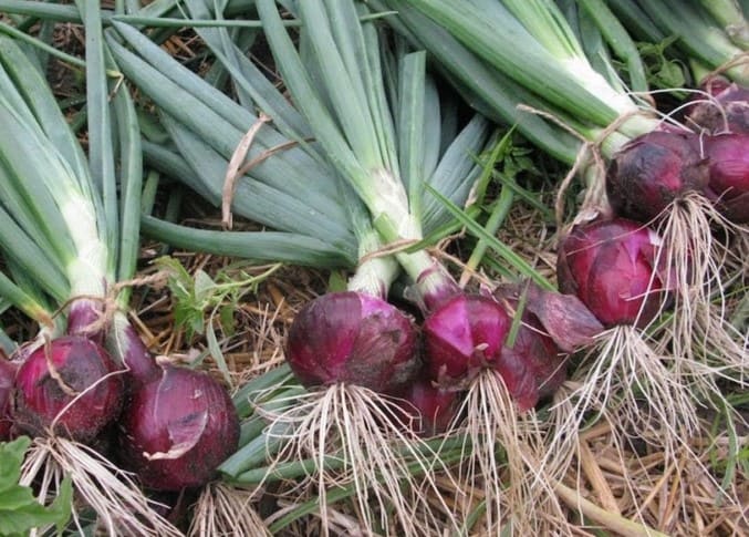 Hạt giống hành tím (Nội địa Trung). 2 gr/gói