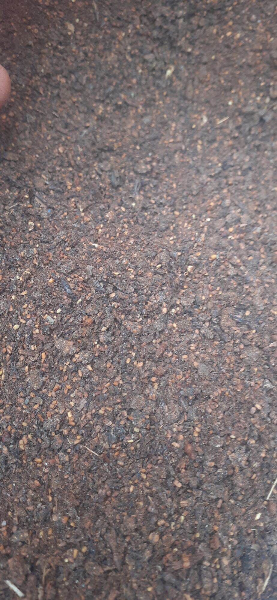 100 gram hạt gáo trắng giống