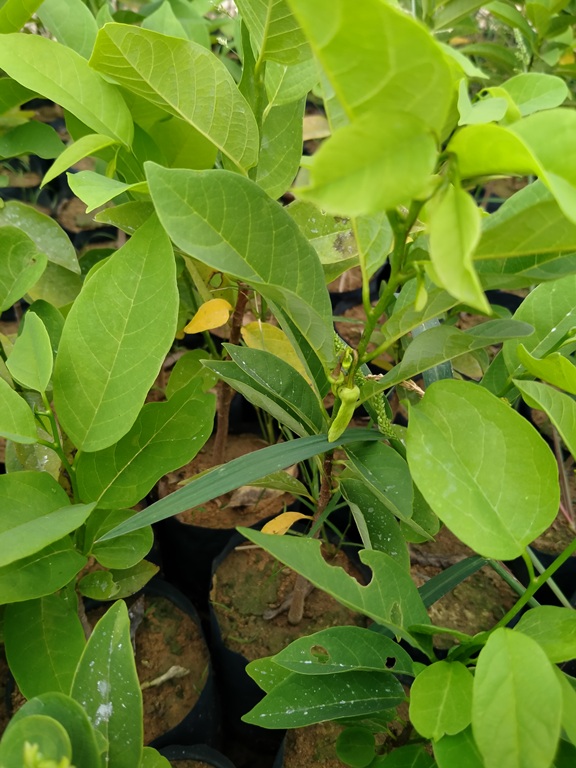 4 Cây Na Dai đang ra hoa
