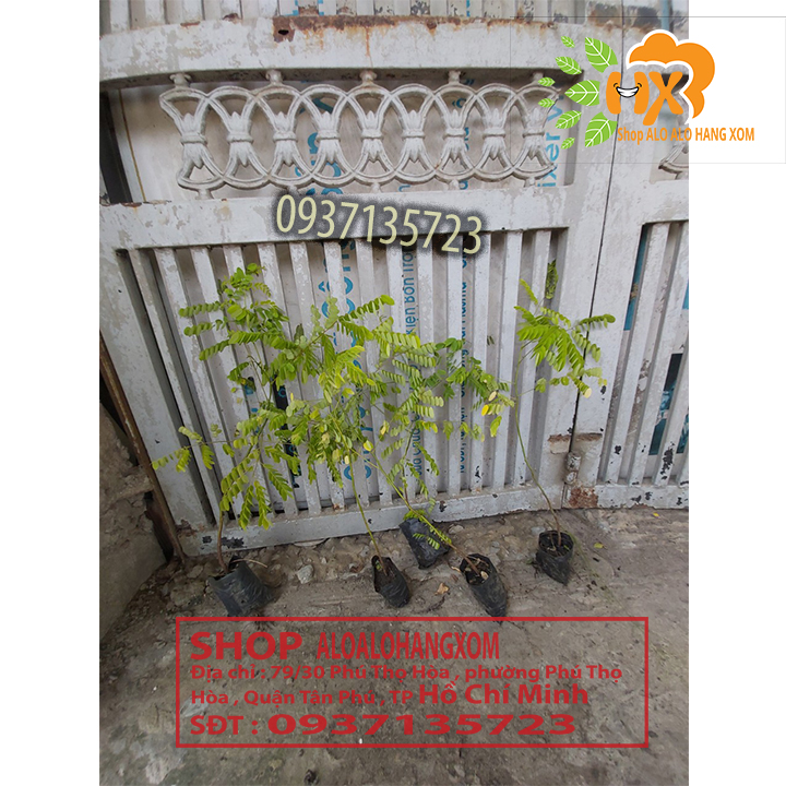 combo 5 cây cẩm lai cây giống