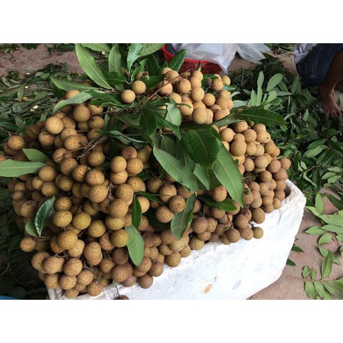 CÂY GIỐNG NHÃN ĐƯỜNG PHÈN HƯNG YÊN