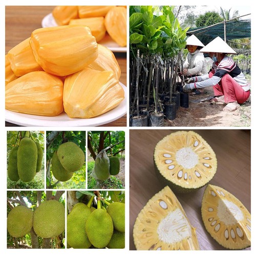 Cây mít thái giống vàng siêu sớm