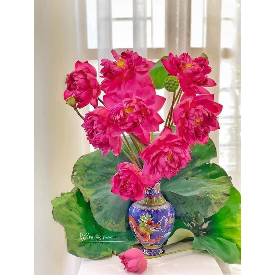 Củ sen đỏ huyết - Ra hoa sau 4 tháng - [THẾ GIỚI HOA CÂY CẢNH] -