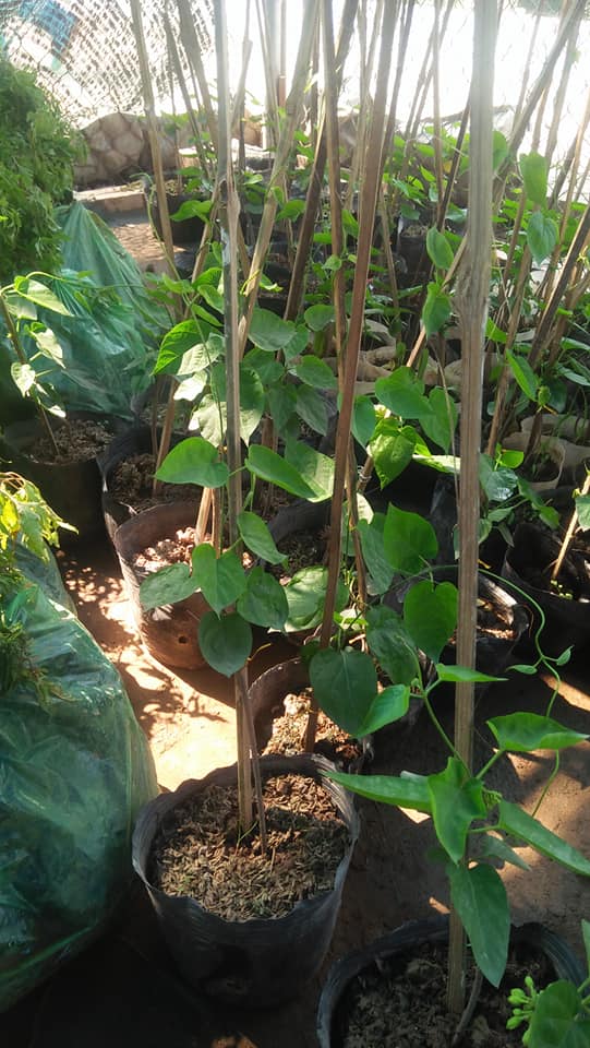 Dây hoa thiên lý (Cây Giống)
